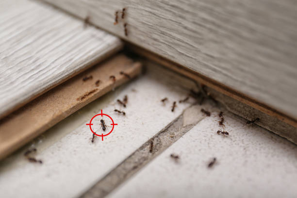 Best Flea Control Services  in Jefferson, OH